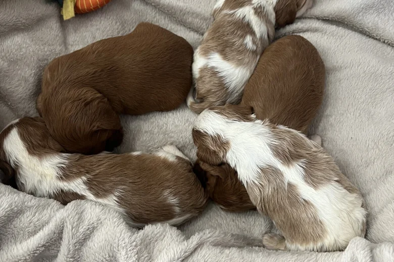 Cavalier King Charles Spaniel