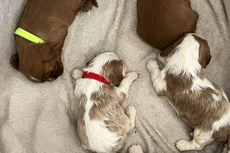Cavalier King Charles Spaniel