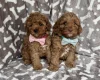 Cavapoo