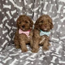 Cavapoo
