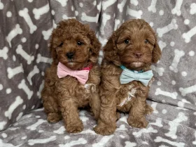 Cavapoo