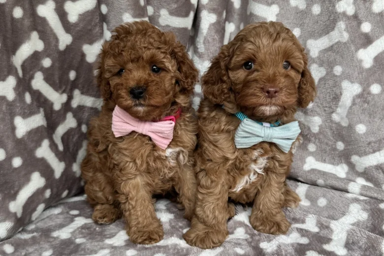 Cavapoo
