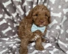Cavapoo