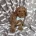 Cavapoo