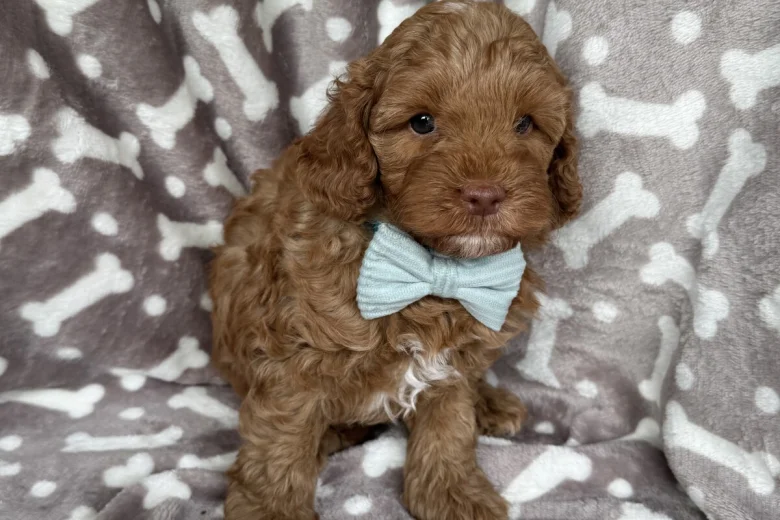 Cavapoo