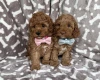 Cavapoo