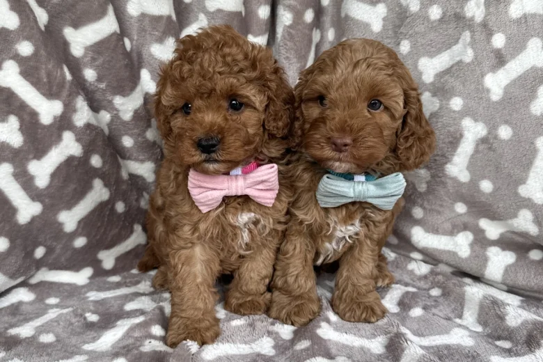 Cavapoo