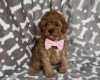 Cavapoo