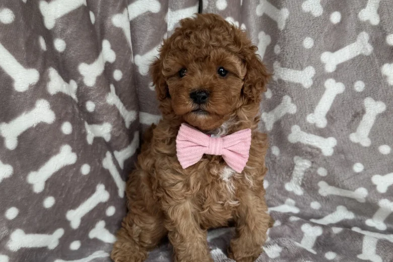 Cavapoo