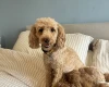 Cavapoo