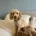 Cavapoo