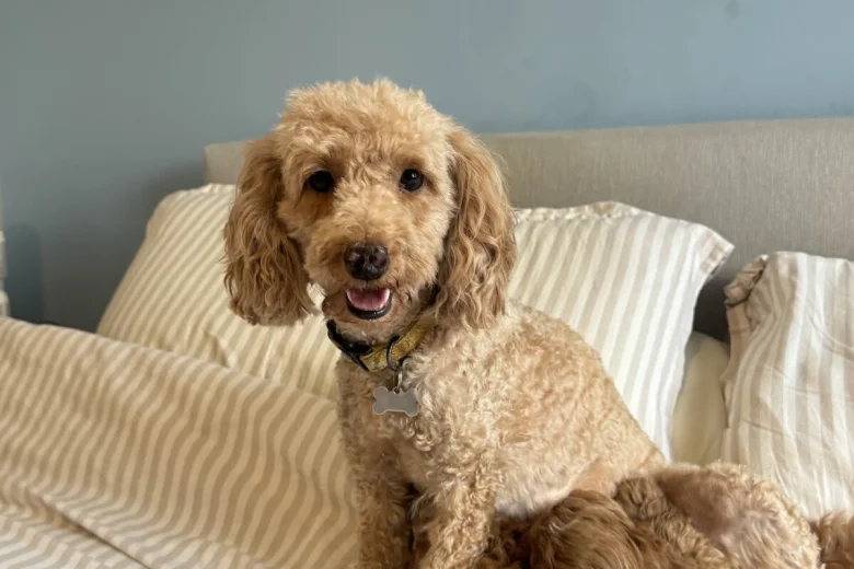 Cavapoo