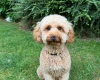 Cavapoo