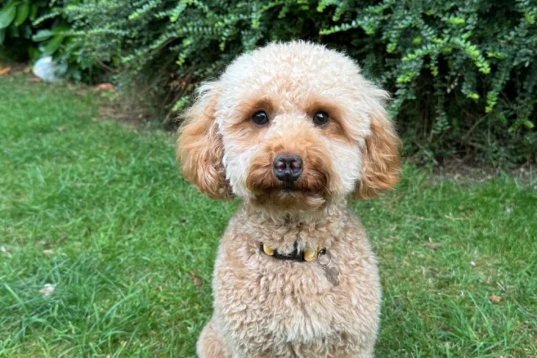 Cavapoo