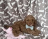 Cavapoo
