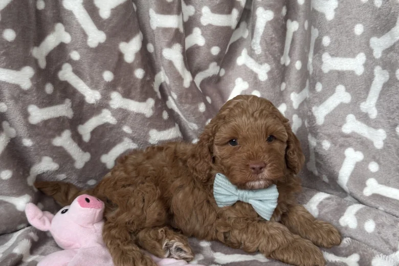 Cavapoo