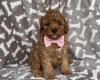 Cavapoo