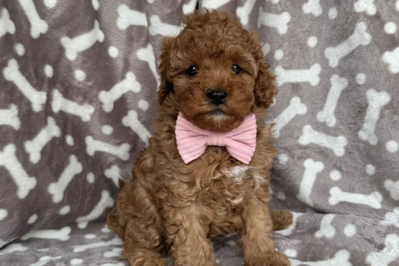 Cavapoo
