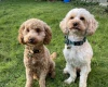 Cavapoo