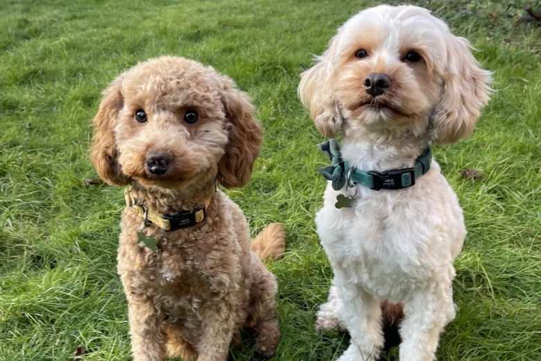 Cavapoo
