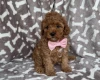 Cavapoo
