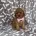 Cavapoo