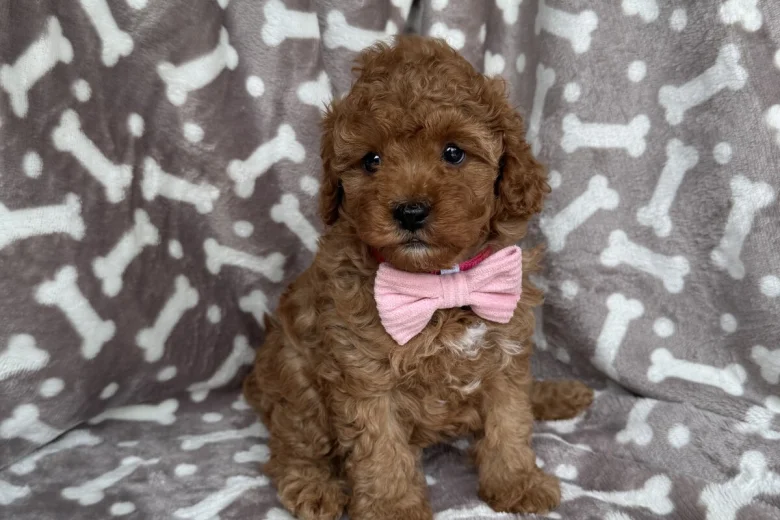 Cavapoo