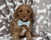 Cavapoo