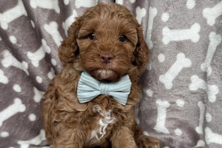 Cavapoo