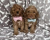 Cavapoo