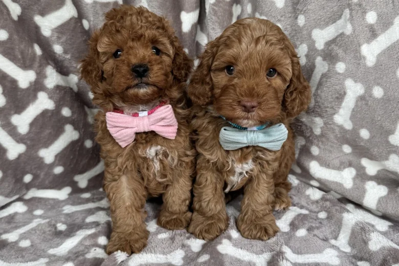 Cavapoo