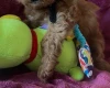 Cavapoo