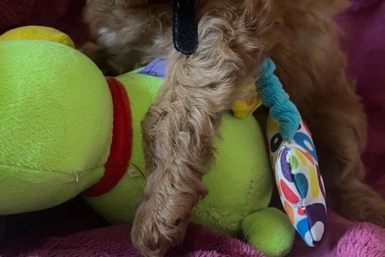 Cavapoo