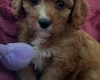 Cavapoo