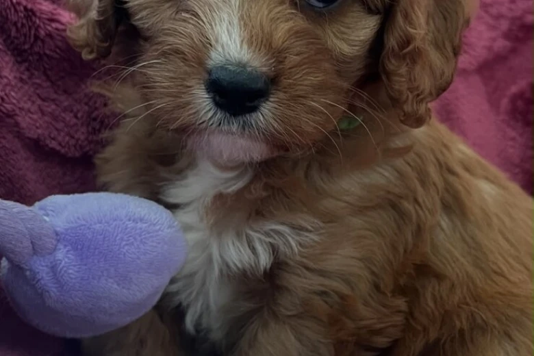 Cavapoo