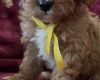 Cavapoo