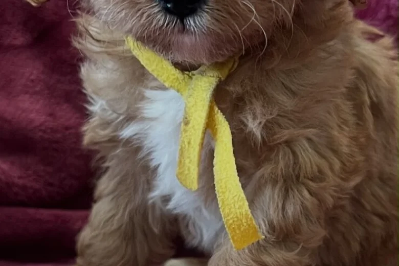Cavapoo