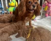 Cavapoo