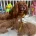 Cavapoo