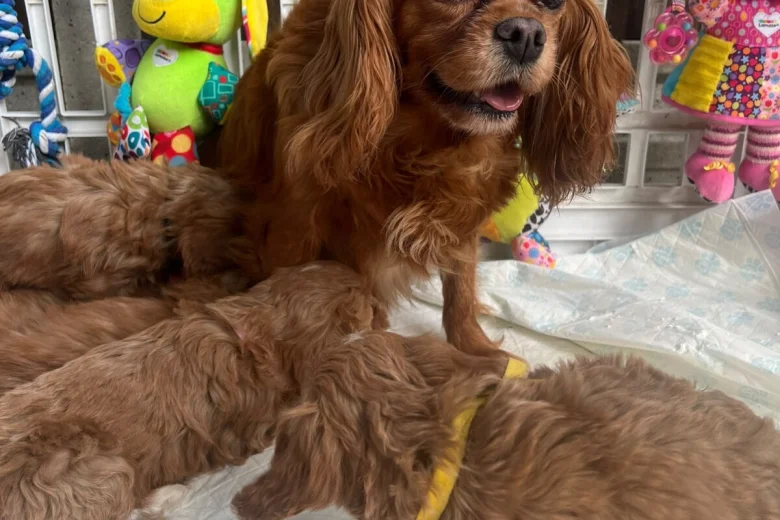 Cavapoo
