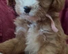 Cavapoo
