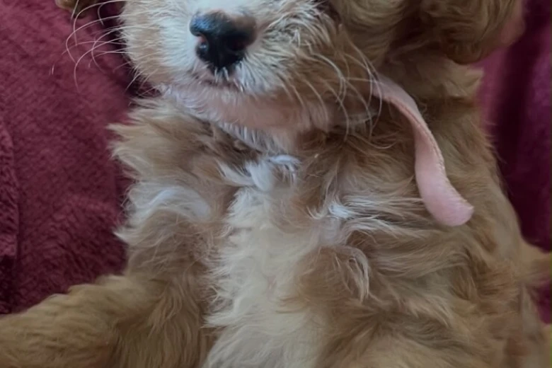 Cavapoo