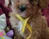 Cavapoo