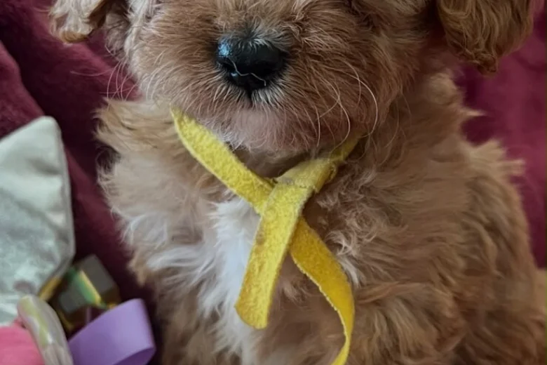 Cavapoo