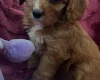 Cavapoo