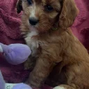 Cavapoo