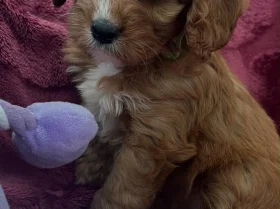 Cavapoo