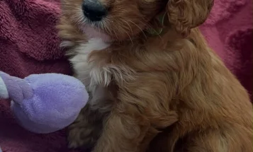 Cavapoo