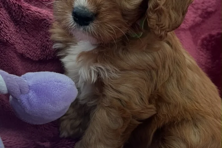 Cavapoo