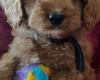 Cavapoo